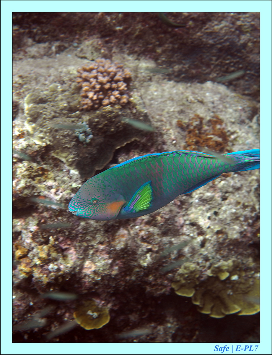 2016 - 07 - Leng Tengah - 045